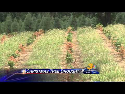 Christmas Tree Drought