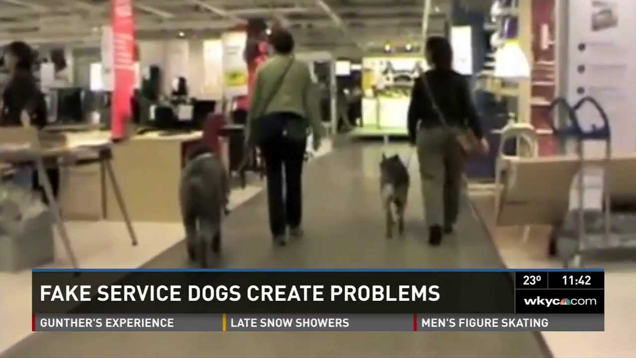 Fake Service Dogs Create Real Problems