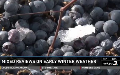 Ice cold means ice wine: early harvesting at vineyards