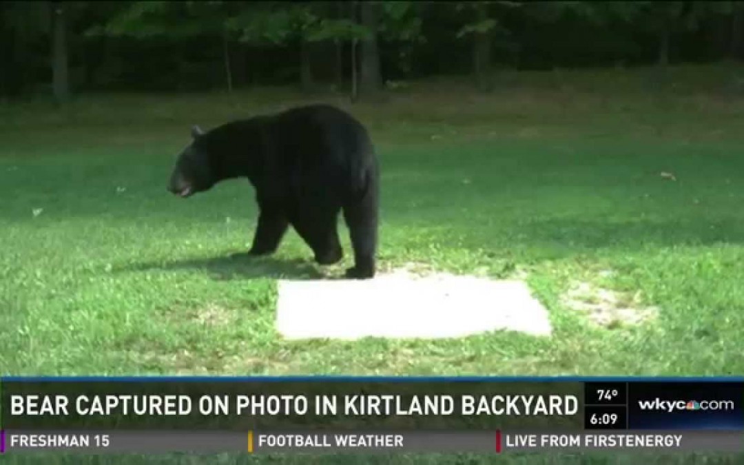 Couple Catches Bear on Camera in Backyard